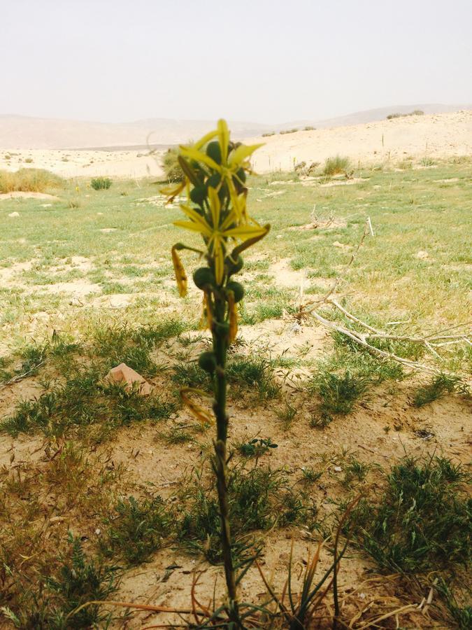 My Home Petra Wadi Musa Esterno foto